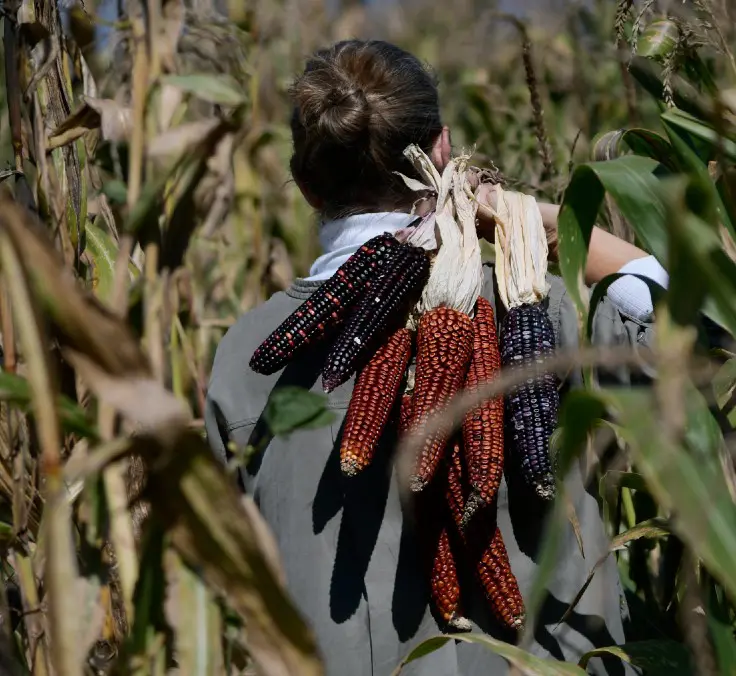 “El maíz es clave para generar empleo de mujeres pobres y para apoyar a la comunidad indígena”